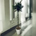 Zikk Zakk „Tropicana” Örök Pálma – 150 cm
